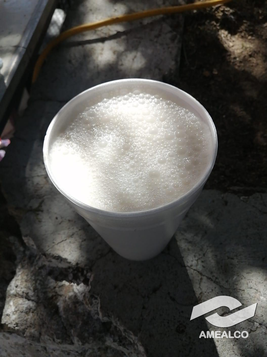 Pulque bebida tradicional